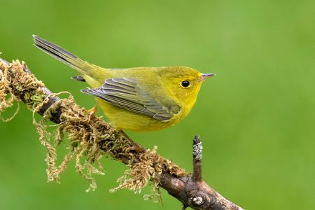 Deciding when to get divorced is a difficult calculation—even for birds.