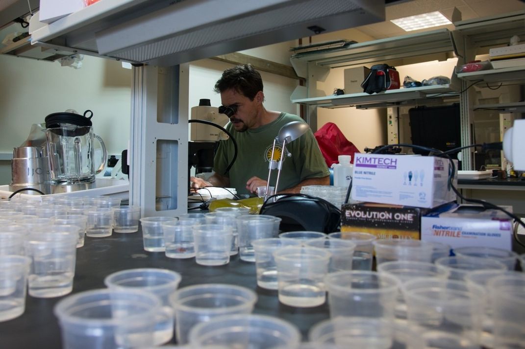 Scientist looking into a microscope on a lab bench