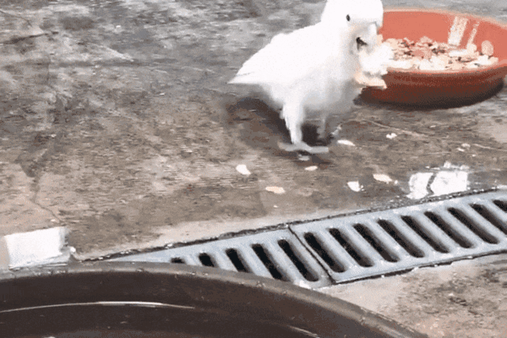 a white bird brings bread to a water tub, drops it in, then removes it