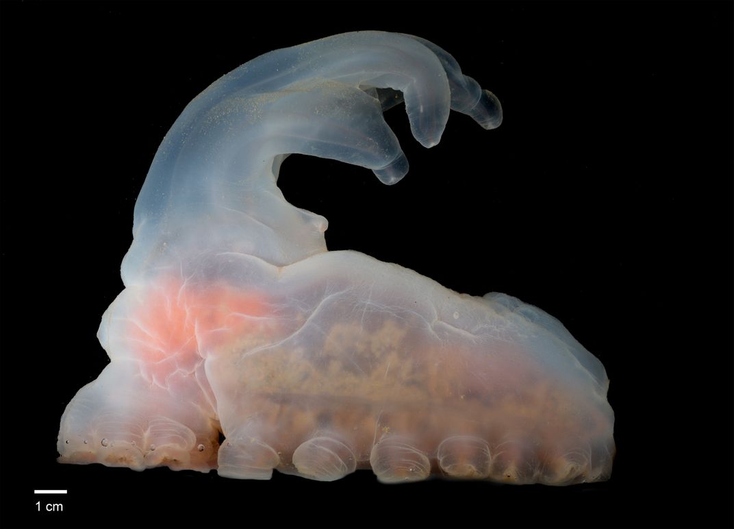 white blob with sucker-like feet and a fingered appendage curling off from the top