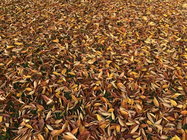 Field of Leaves thumbnail