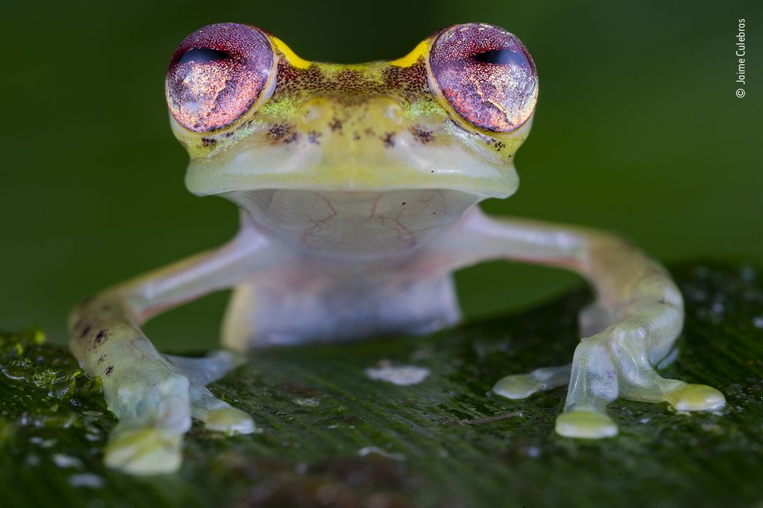 close-up of a pink-eyed frog on a leaf