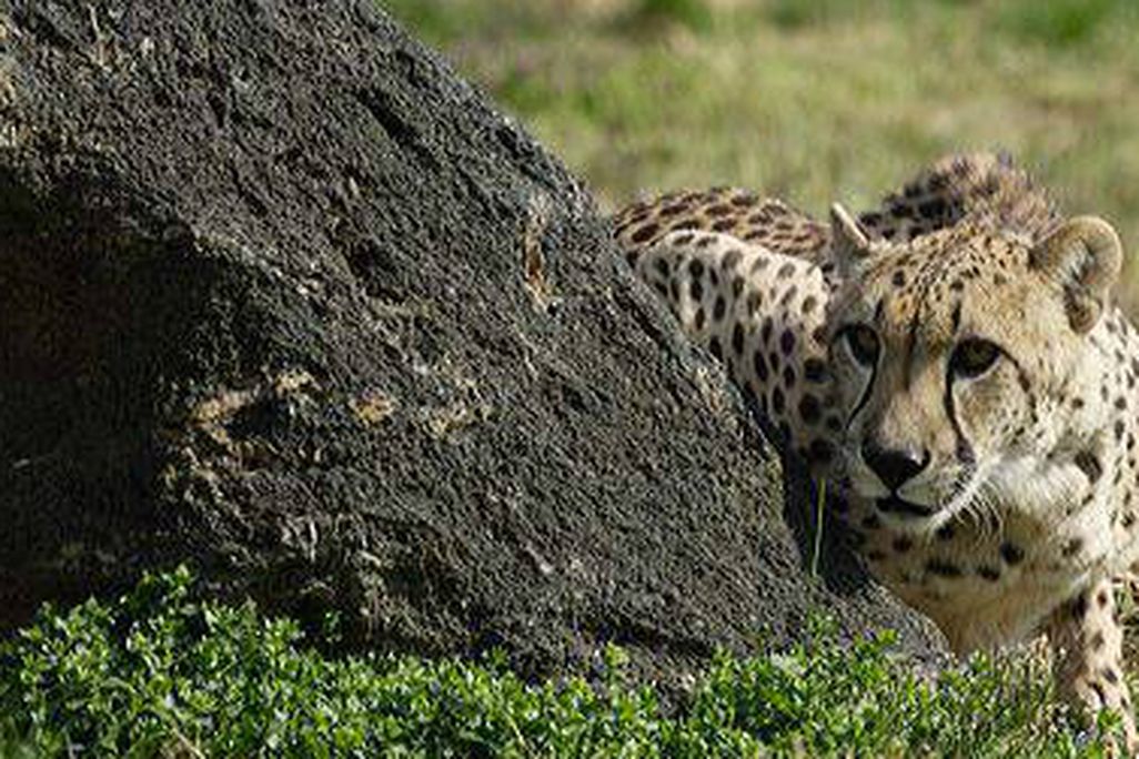The National Zoo’s senior female cheetah, Tumai, died last night.