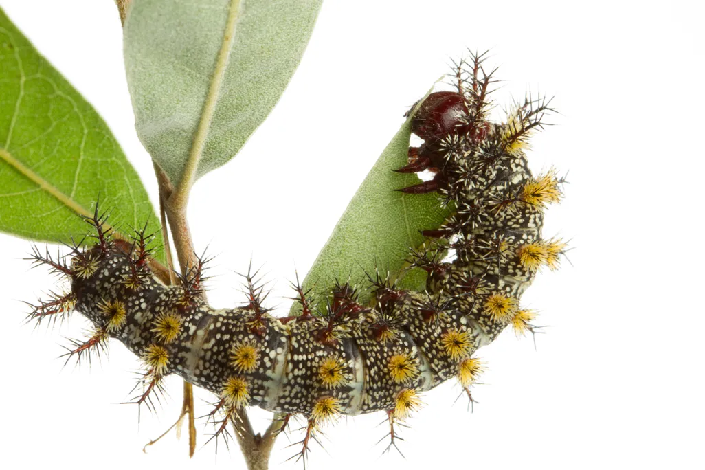 buckmoth