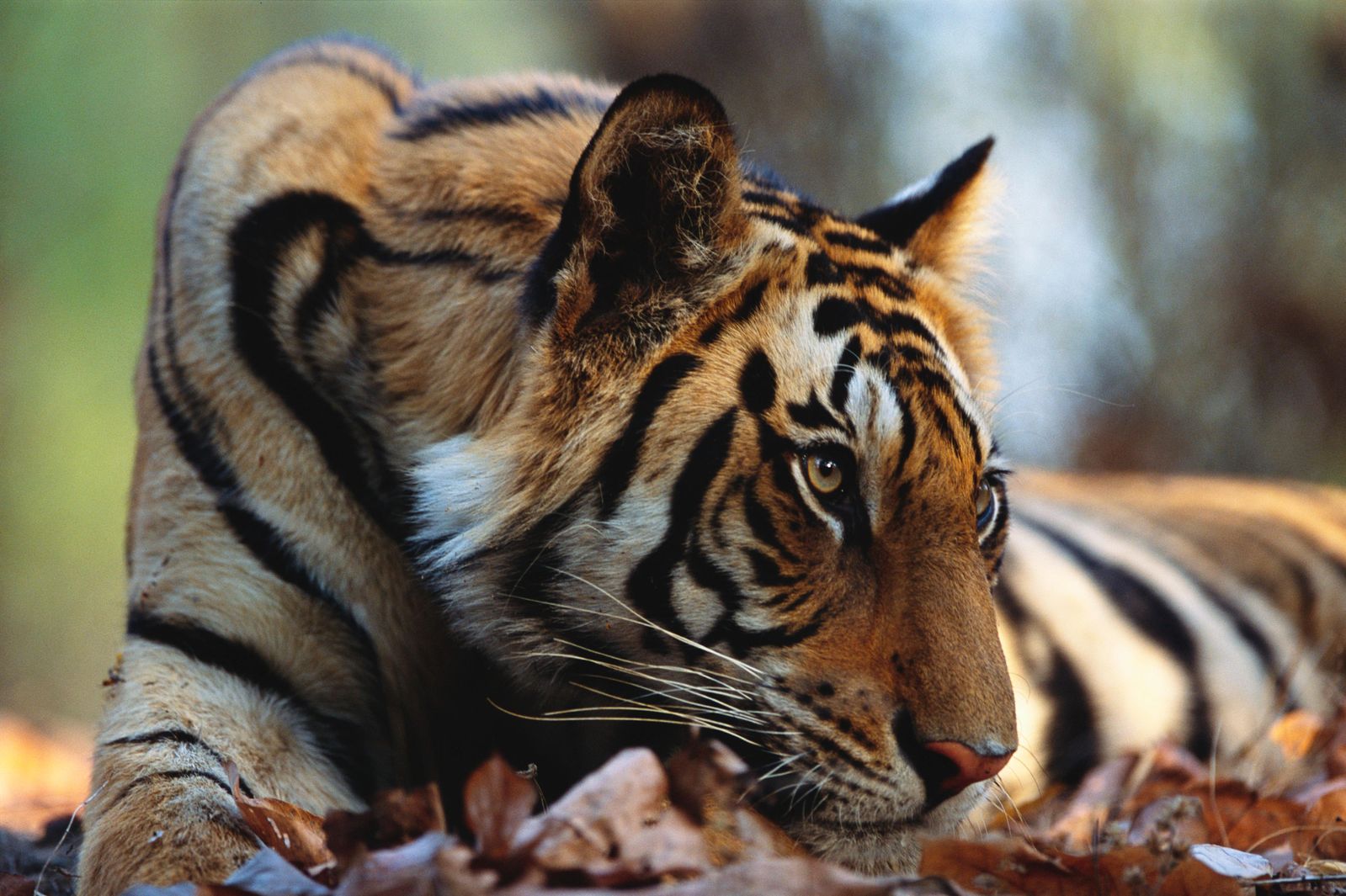 How Technology is Helping to Monitor Bengal Tiger Population in India