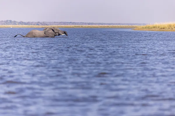 Bull elephant crosses the Chobe river thumbnail