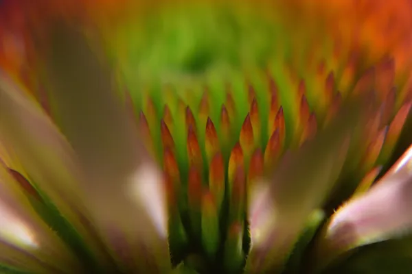 Macro detail of an Echinacea flower thumbnail