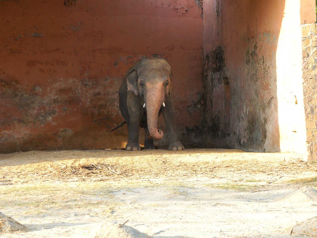 Kaavan The Elephant