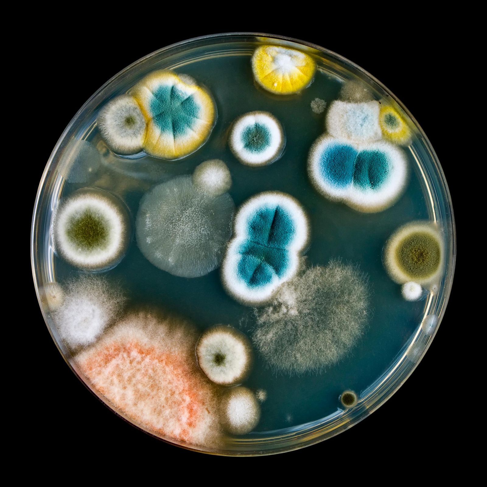fungi microorganisms