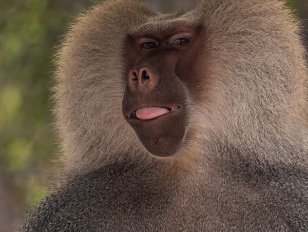 Baboon thumbnail