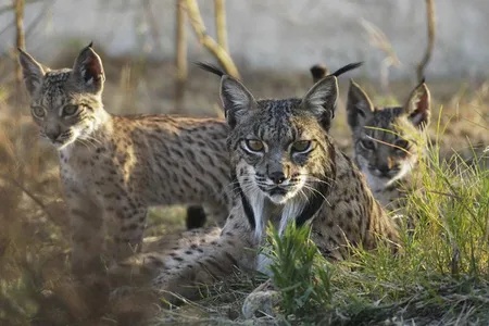 Does she look like she would enjoy being jabbed with a needle? Conservationists have used assassin bugs to test the blood female Iberian lynx, like the mother picture above with her cubs, for pregnancy. 