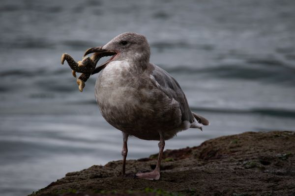 Sea Gull With Sea Star thumbnail