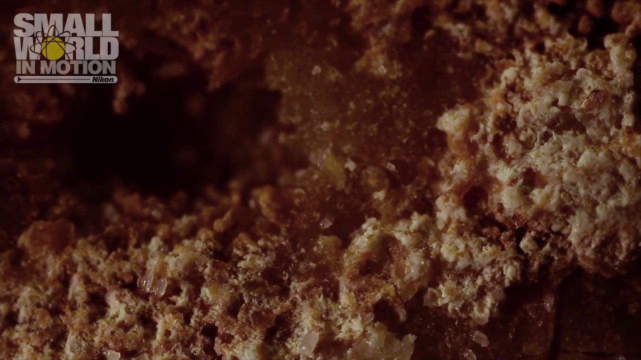 Preview thumbnail for Cheese Mites - Dr. Scott Chimileski