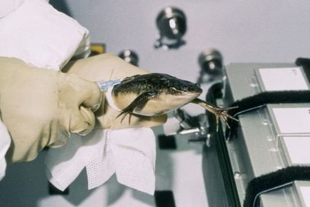 An astronaut aboard Spacelab in 1992 handles a frog for an experiment that studies microgravity's effect on amphibian development.