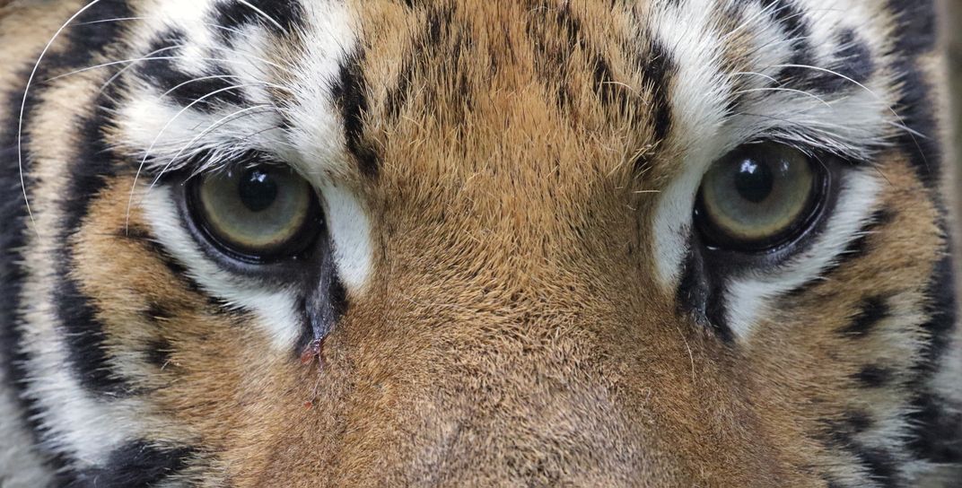 tiger eyes photography