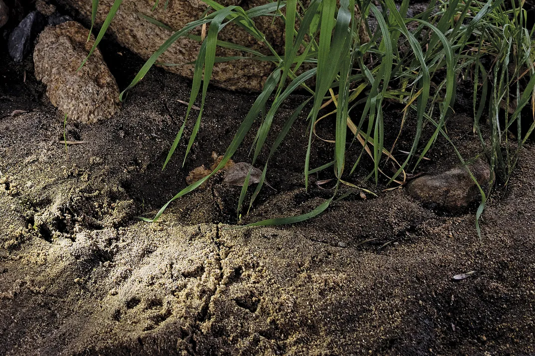 A bobcat footprint