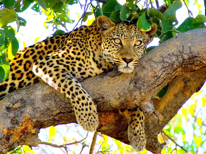 African leopard in a tree Smithsonian Photo Contest Smithsonian