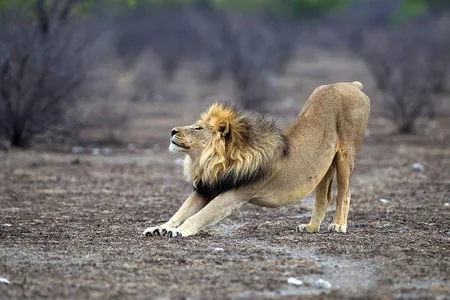 Researchers extracted DNA from more than 400 lions
