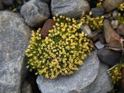 Antarctic pearlwort (pictured) ,&nbsp;grew and spread five times faster between 2009 and 2018 than growth rates observed between 1960 and 2009

&nbsp;



