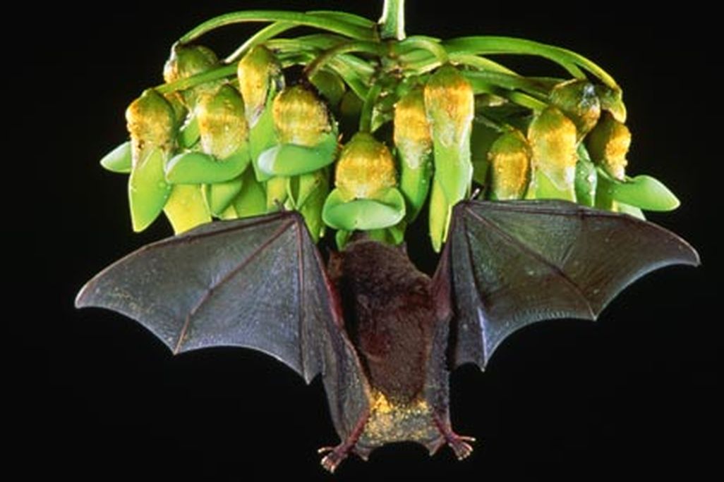 Bat feeding on flowers in flight