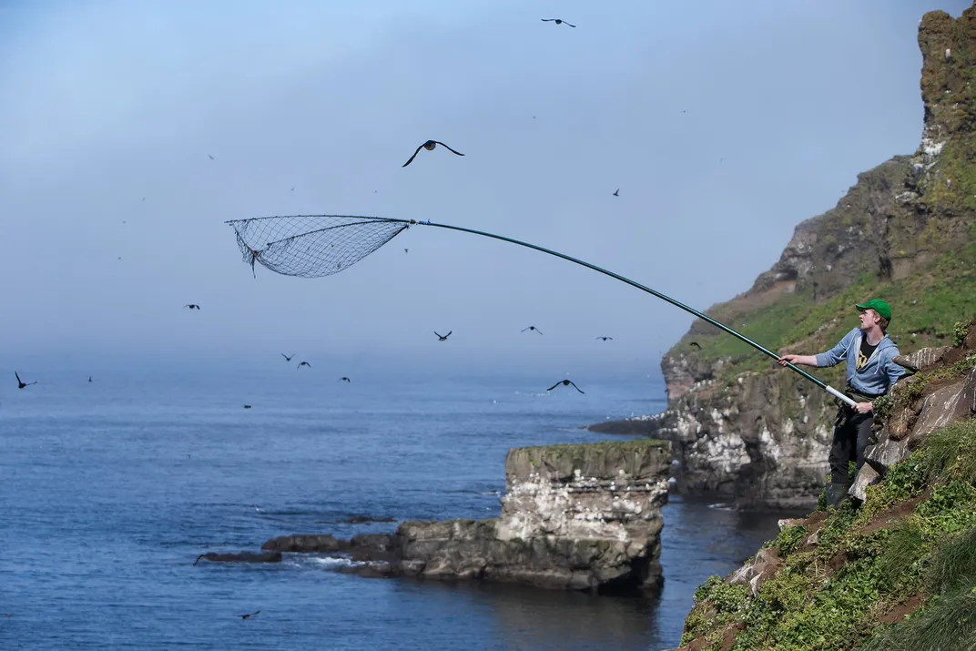 puffin hunt