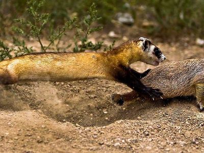 A young black-footed ferret learns to hunt prairie dogs at the National Black-footed Ferret Conservation Center
