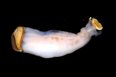 Lithoredo abatanica, the rock-eating shipworm.