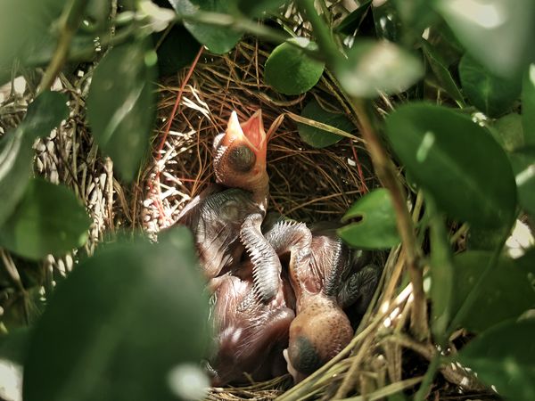 Baby Maya birds on a nest thumbnail