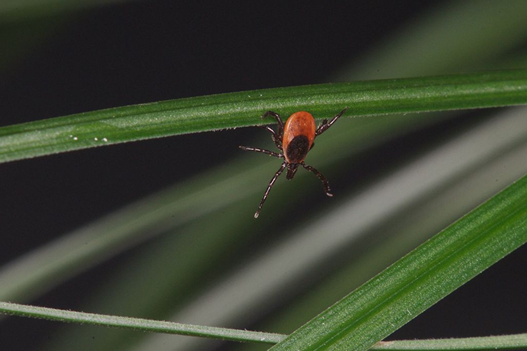 Ixodes scapularis