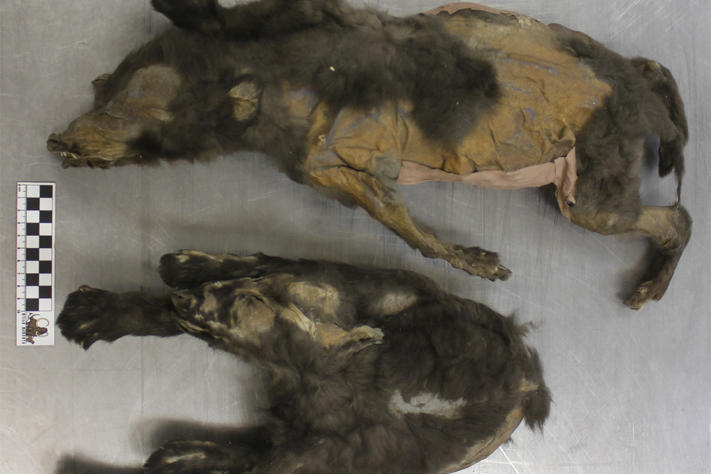 Two preserved wolf pups on a table
