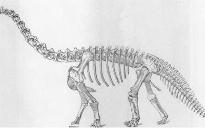 Camarasaurus, as envisioned by Erwin Christman