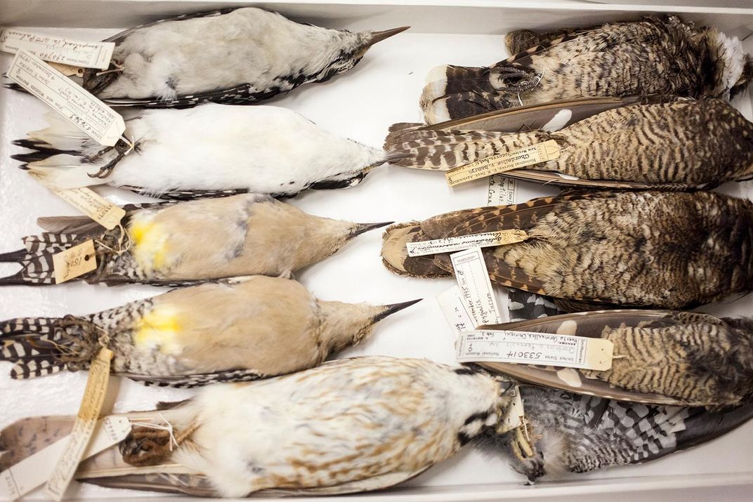 Bird specimens