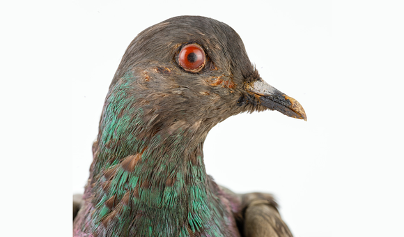 Cher Ami, April 1918–June 1919 (NMAH)