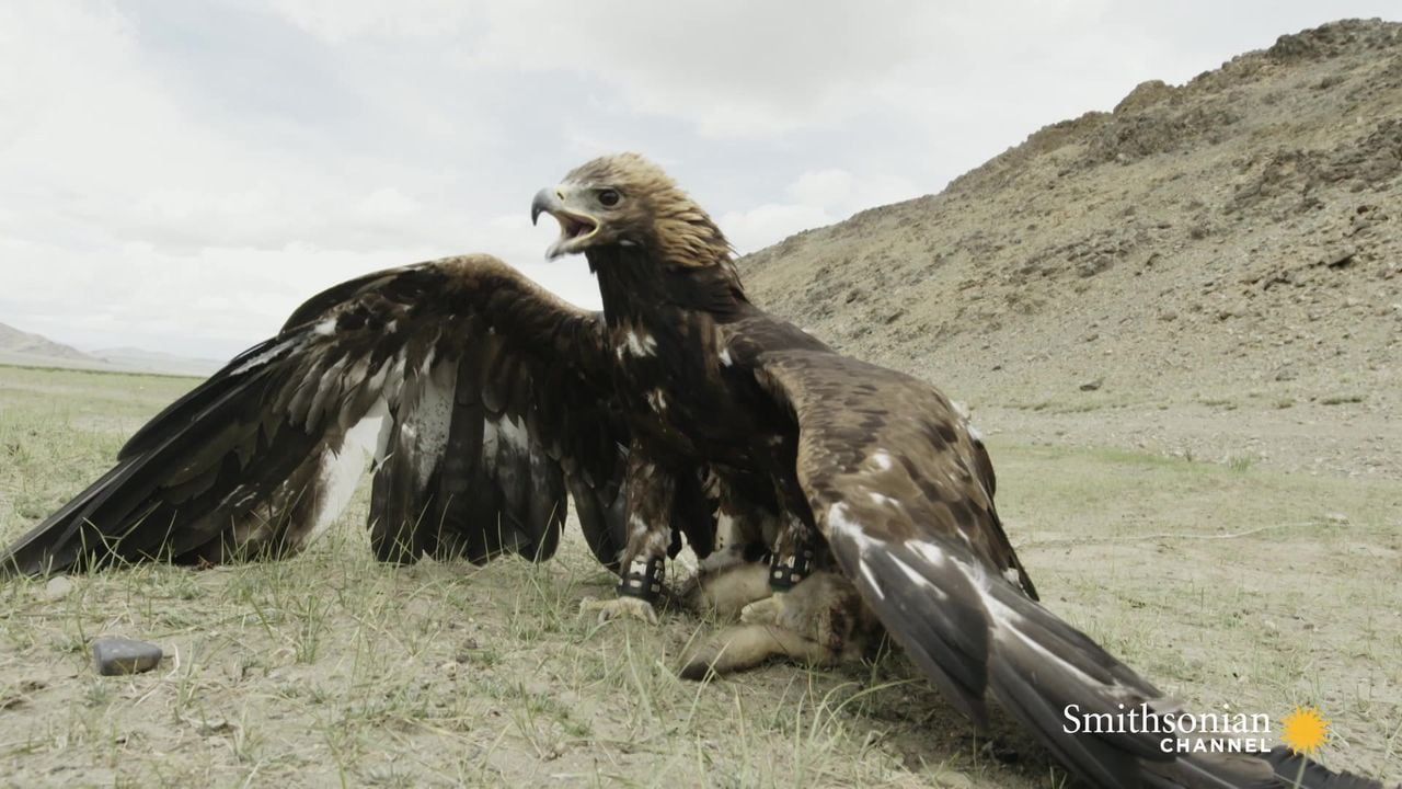 Preview thumbnail for Meet the Nomad Girl Who Hunts With a Golden Eagle