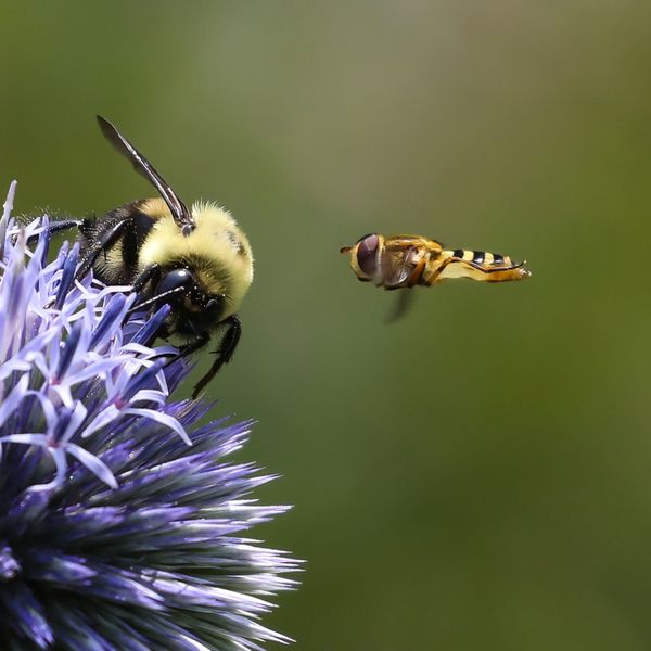 Buzz off -Bumble bee and Hover Fly thumbnail