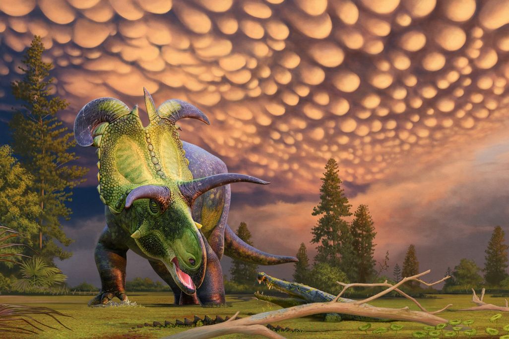 a drawing of a green dinosaur walking on four legs with purple horns curling outward from between its eyes and from the top of its head, which has a tall, plate-like frill
