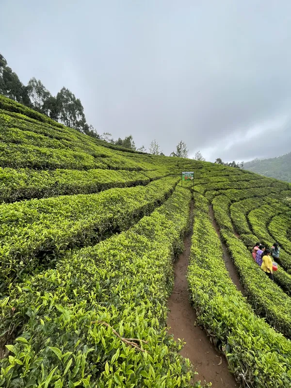 Tea Garden thumbnail