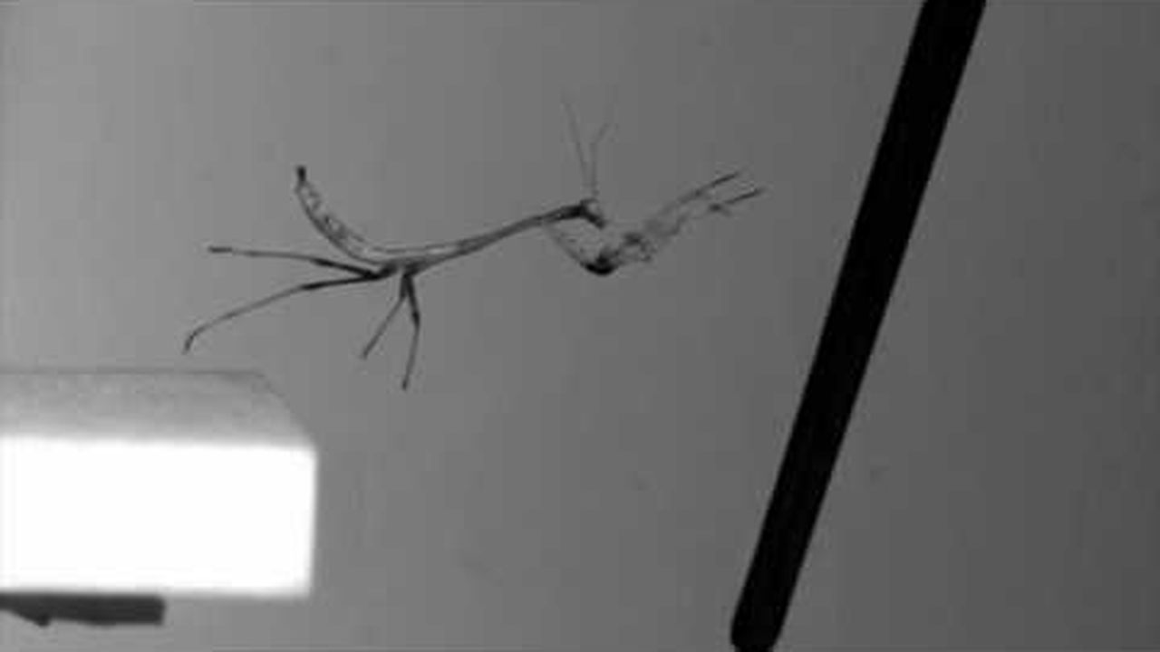 Preview thumbnail for Aerial Acrobatics of the Praying Mantis