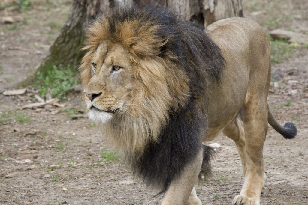 Pictured in this photo is adult male African lion, Luke.