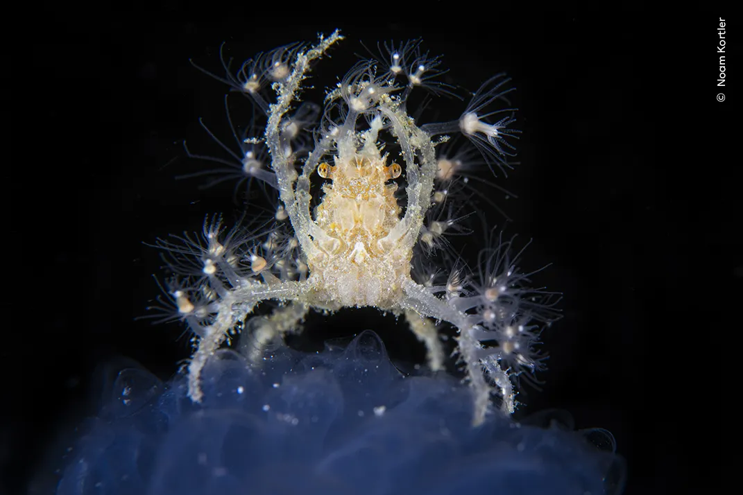 a crab with small creatures on its shell stands tall, front arms raised, seemingly lit from below