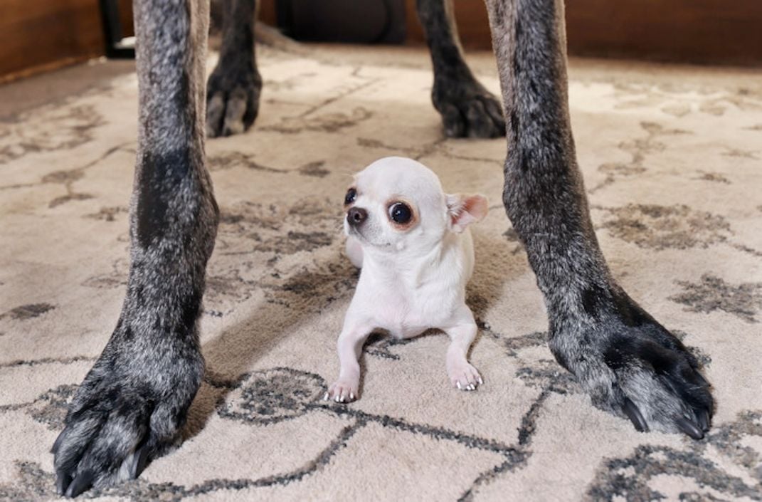 Tiny white dog under big dog feet