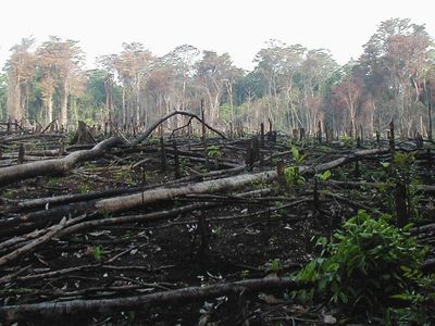 This forest in Guatemala was burned to make way for agricultural development. A new study suggests that drug traffickers contribute to rainforest loss by laundering money with agriculture in forest lands. 