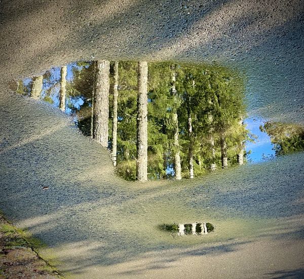 Reflections and Shadows of trees across wet pavement thumbnail