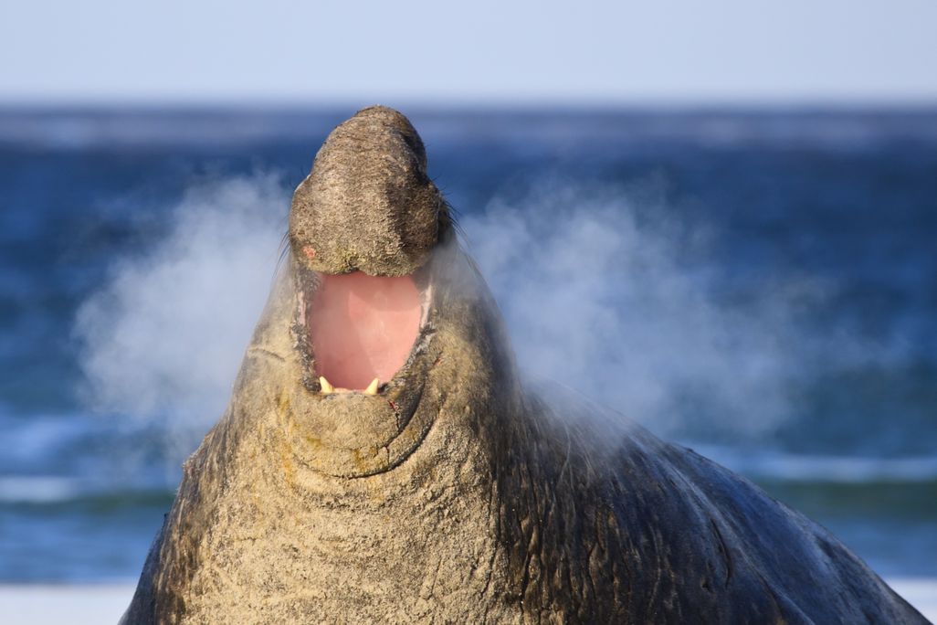 seal