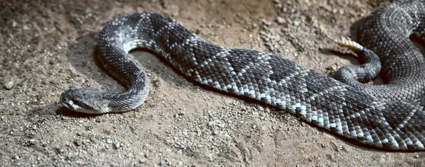 the slithering rattlesnake thumbnail