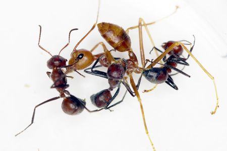 Weaver ants demonstrating exploding behavior in experimental setting