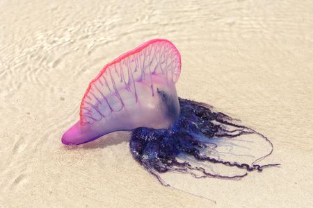The tentacles of the Portuguese man o' war, (which is technically a siphonophore, a group related to jellyfish), contain harpoon-like cells called nematocysts that deliver painful doses of venom.