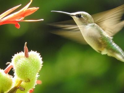A female ruby-throated hummingbird sips nectar from a flower. 