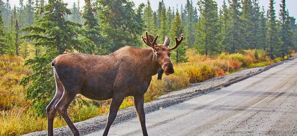  Moose sighting in Denali National Park 