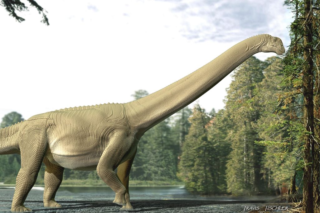an illustration of a long-necked dinosaur feeding from a tree